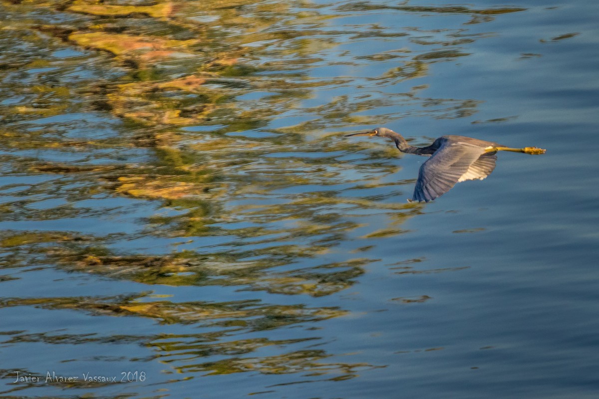 Tricolored Heron - ML90840361