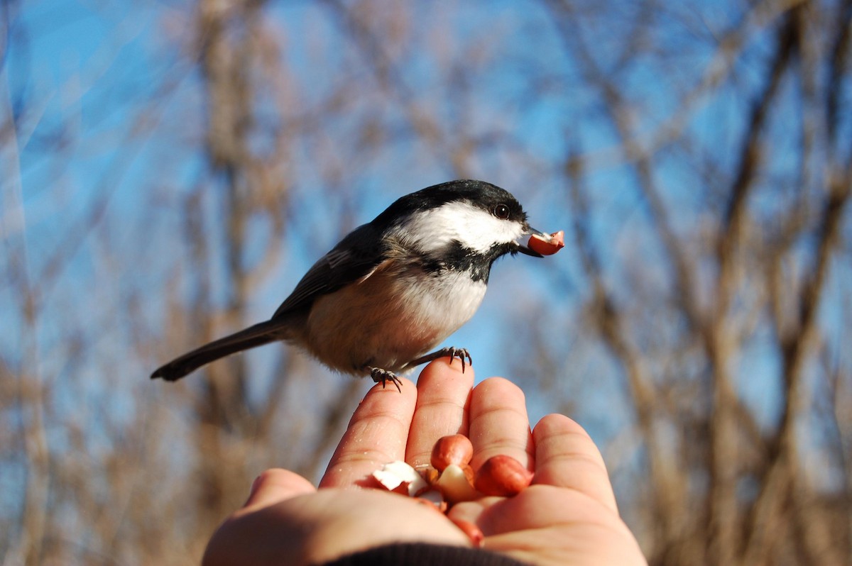 Black-capped Chickadee - ML90840421