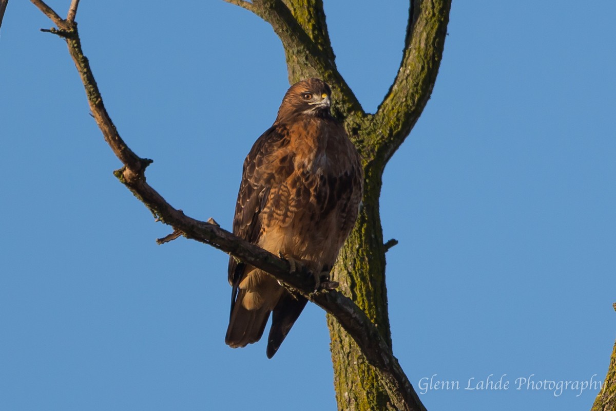 Red-tailed Hawk - Glenn Lahde