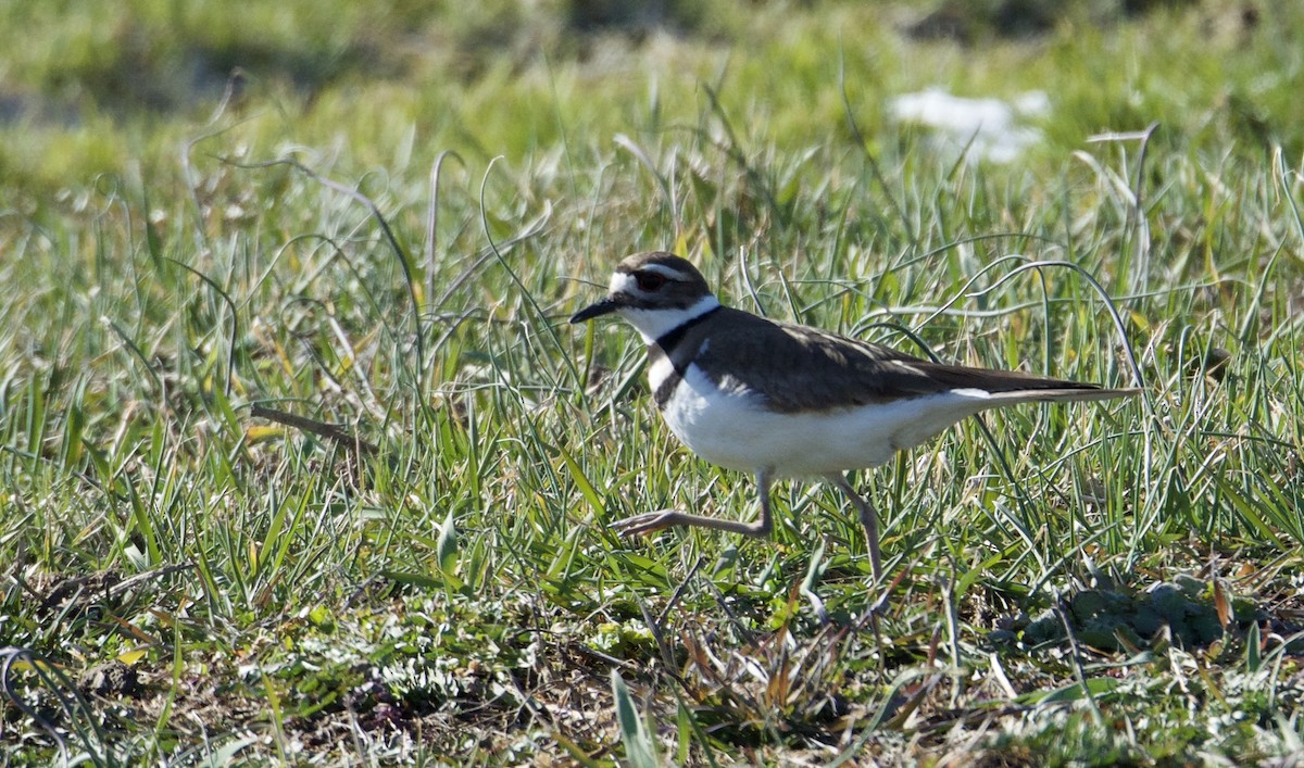 Killdeer - ML90842671