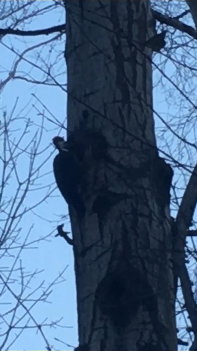 Pileated Woodpecker - ML90843261