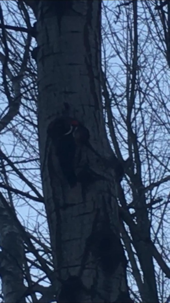 Pileated Woodpecker - ML90843271