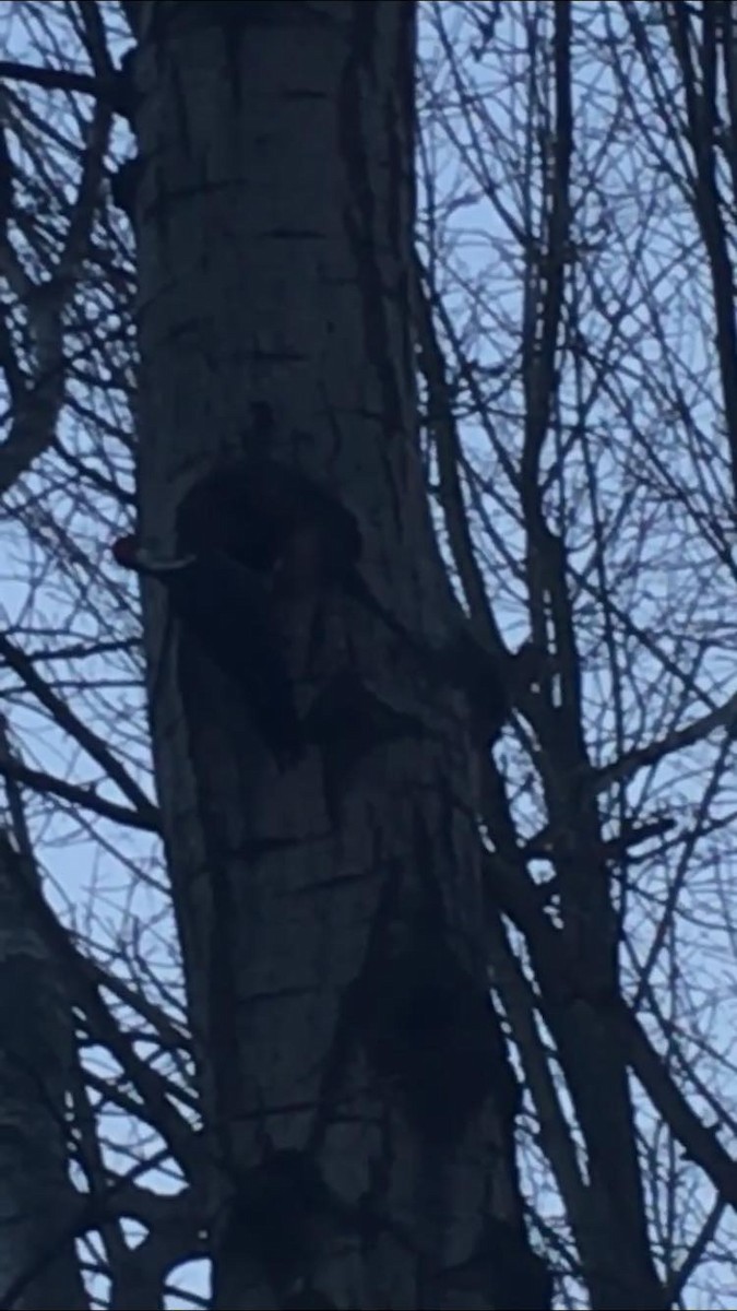 Pileated Woodpecker - ML90843291