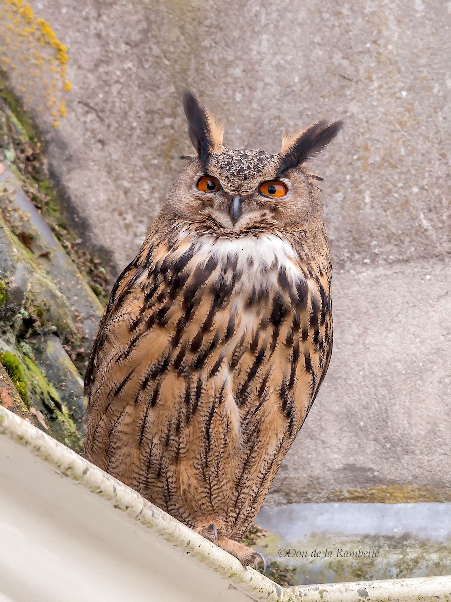 Eurasian Eagle-Owl - ML90843741
