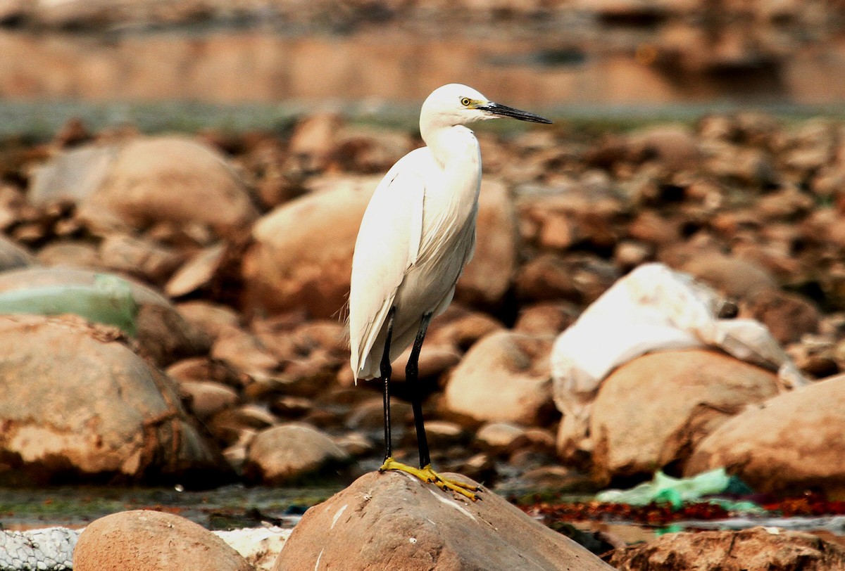 Little Egret - Neeraj Sharma