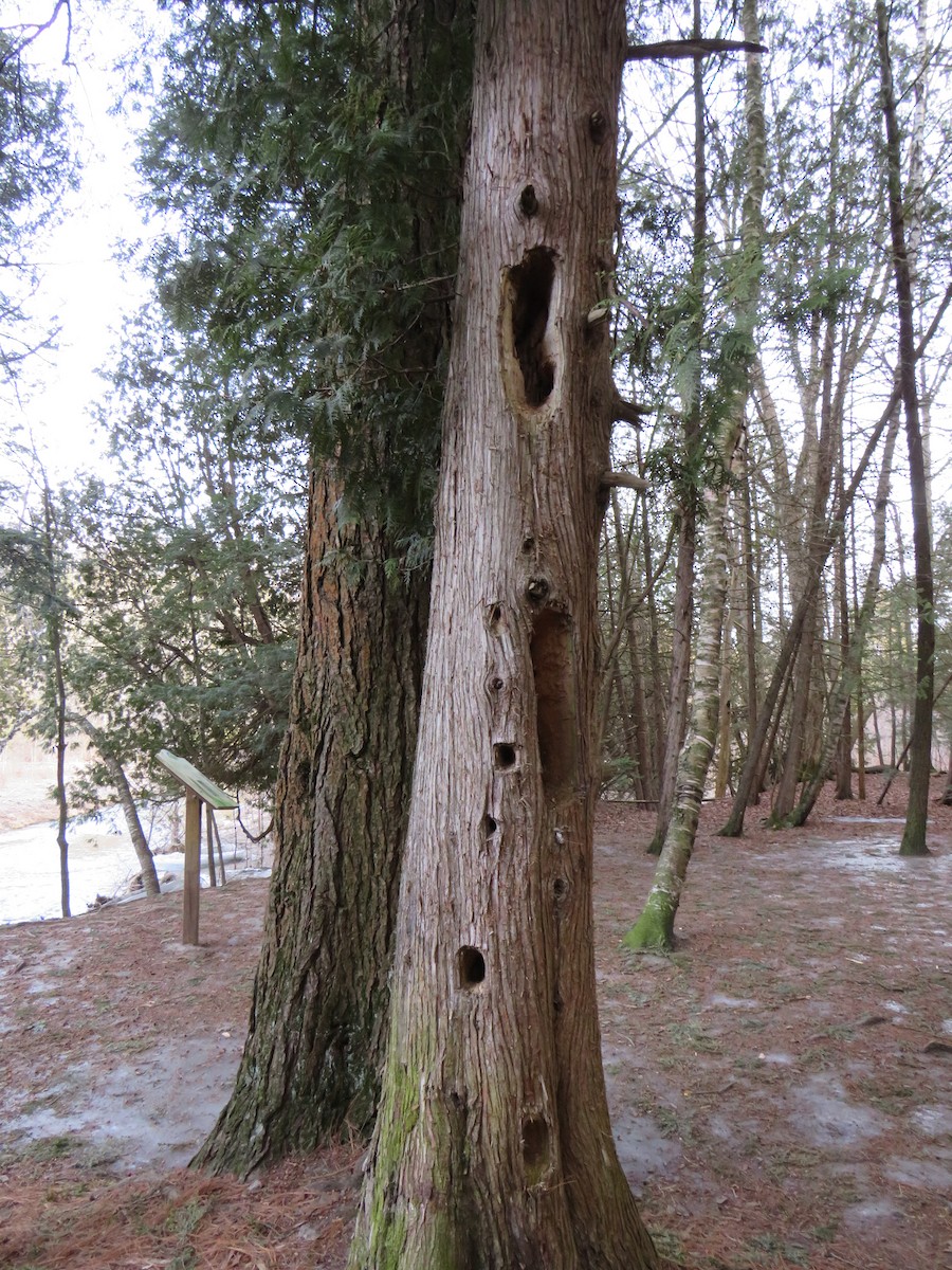 Pileated Woodpecker - ML90844021