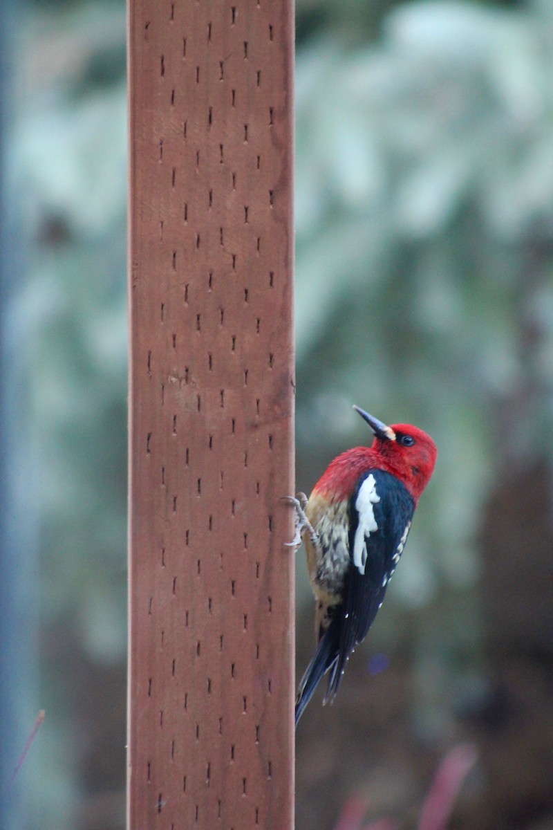 Red-breasted Sapsucker - ML90844551