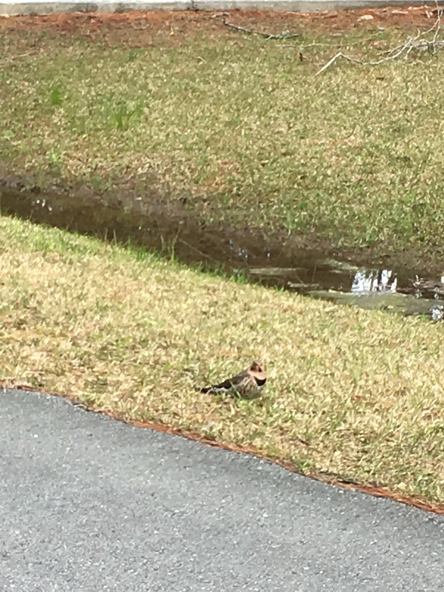 Northern Flicker - ML90844961