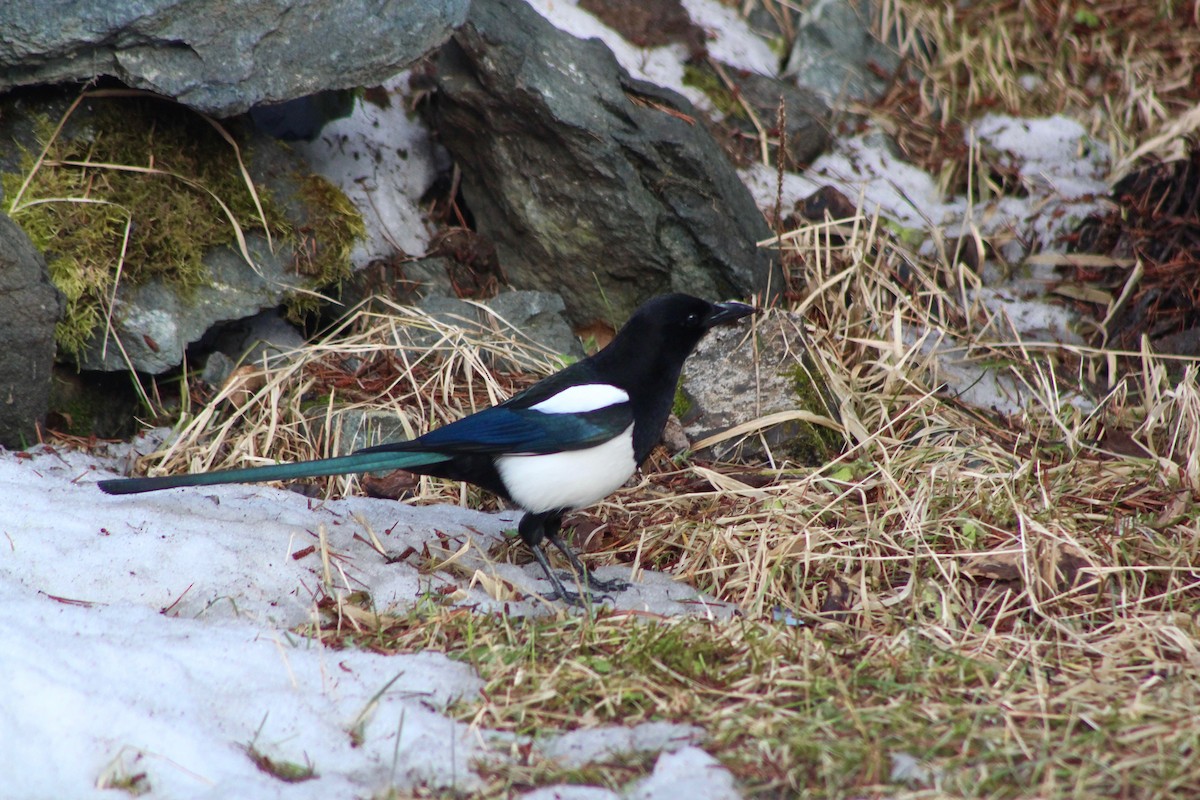 Black-billed Magpie - ML90845101