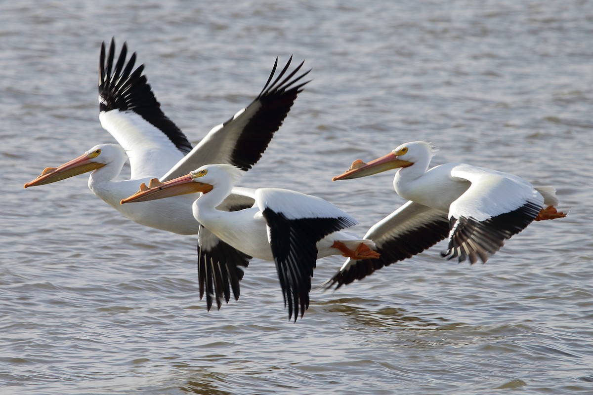 pelikán severoamerický - ML90846241