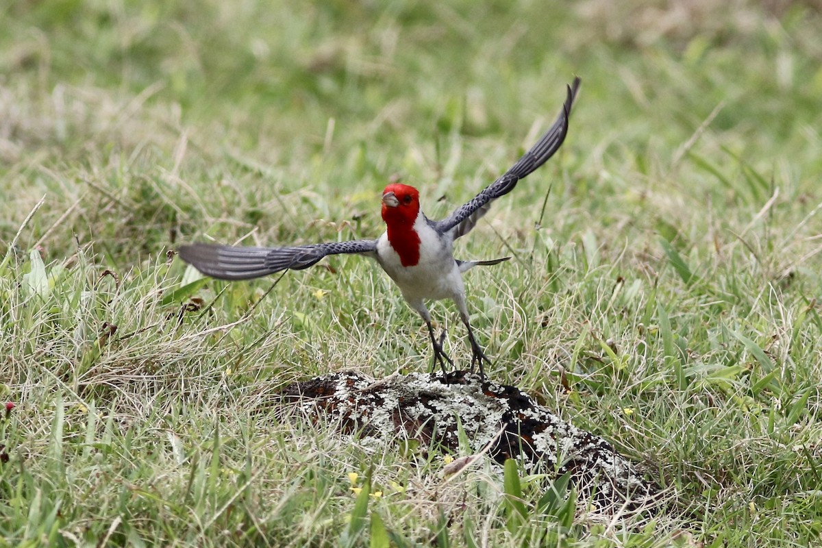 Red-crested Cardinal - ML90847161