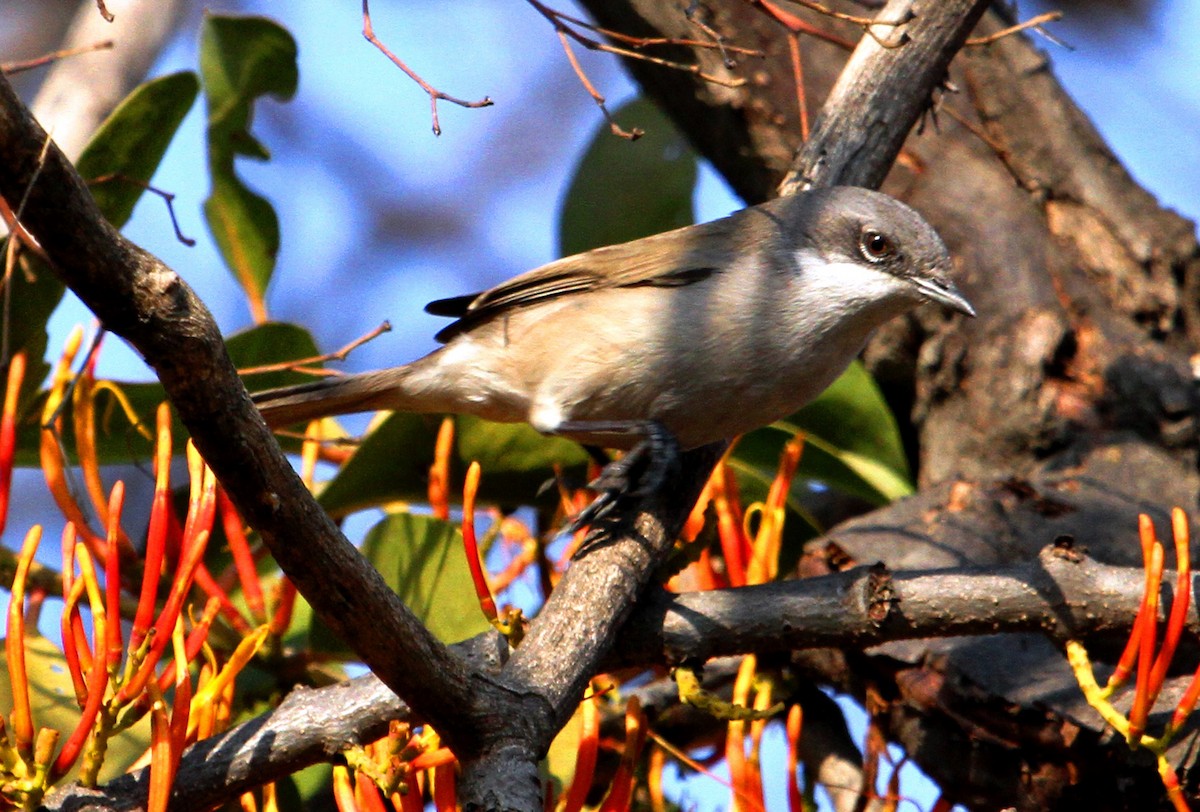 Lesser Whitethroat (Lesser) - Neeraj Sharma