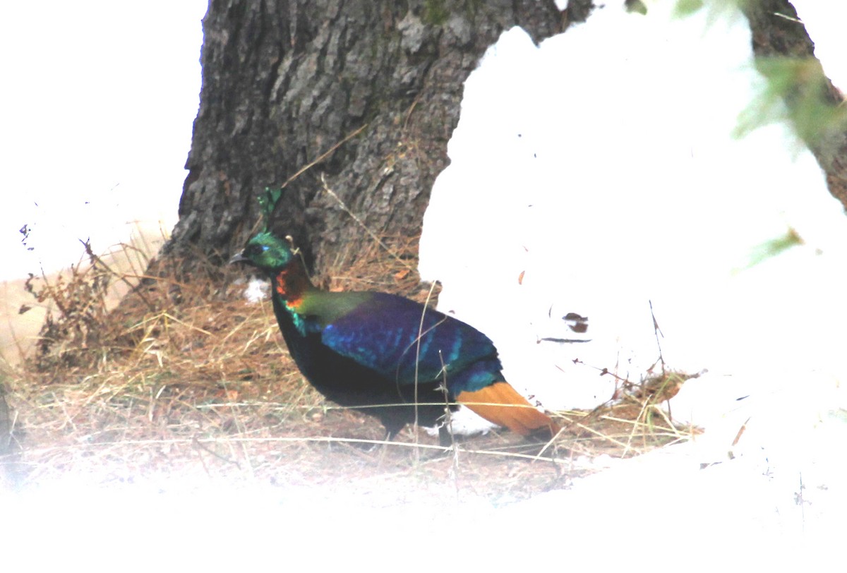 Himalayan Monal - ML90849461