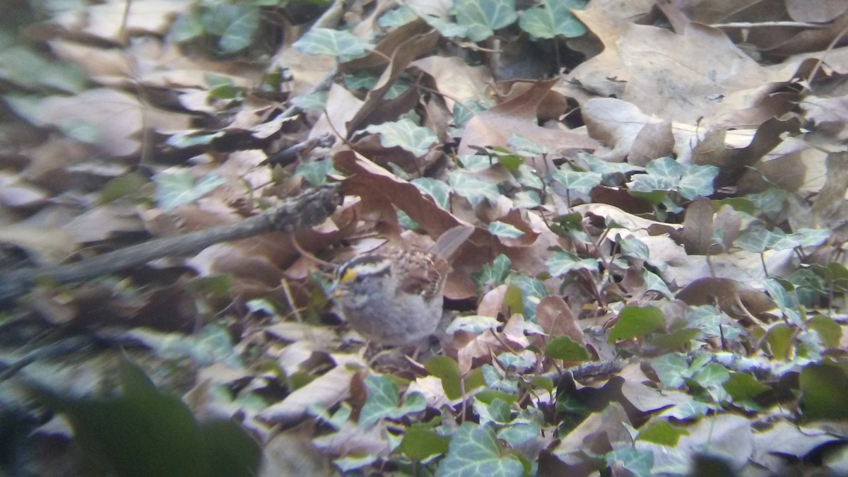 White-throated Sparrow - ML90850161