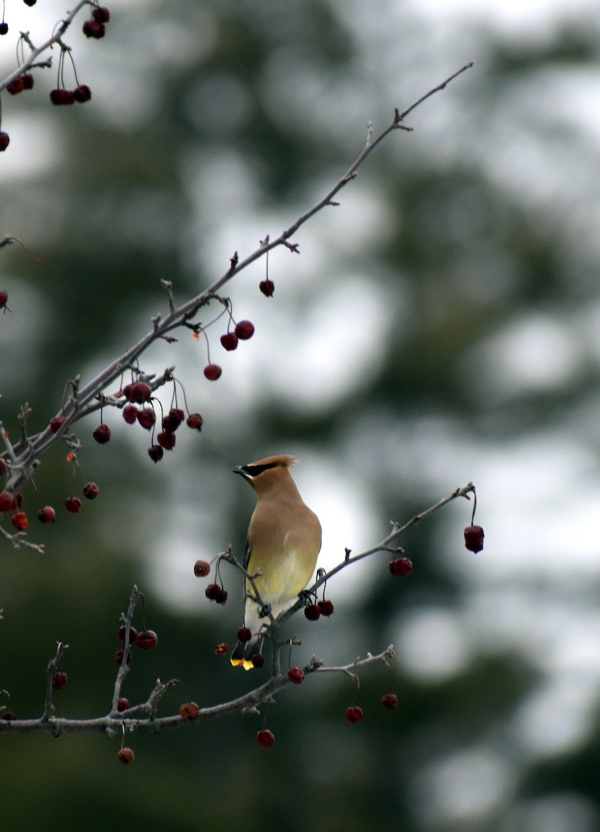 Cedar Waxwing - ML90851751