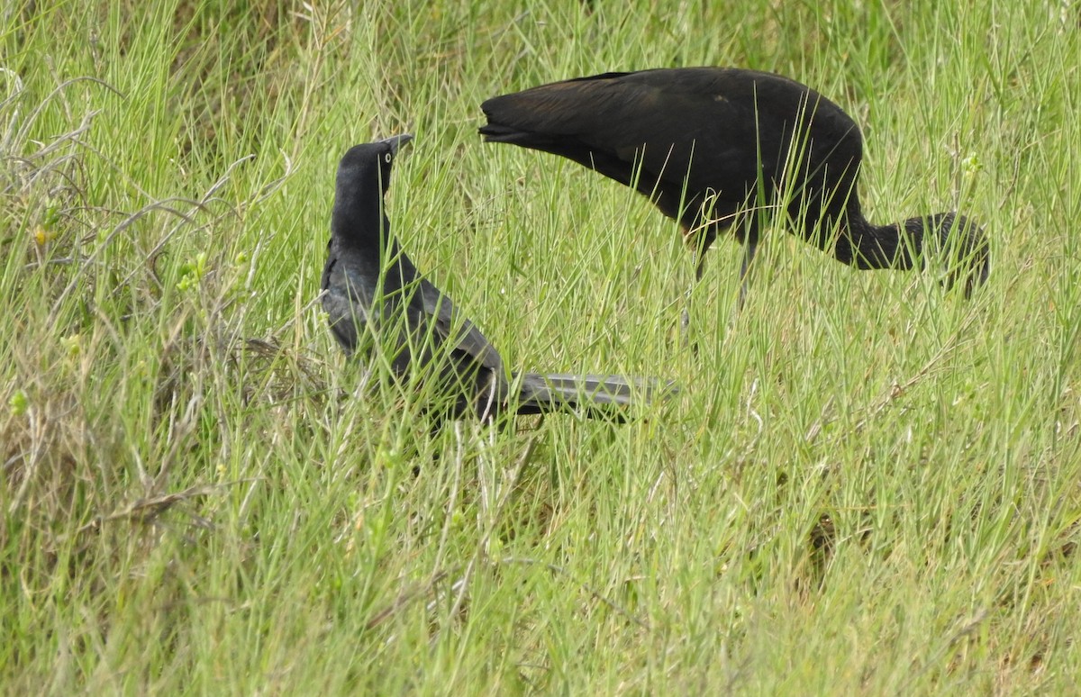 Great-tailed Grackle - ML90851821