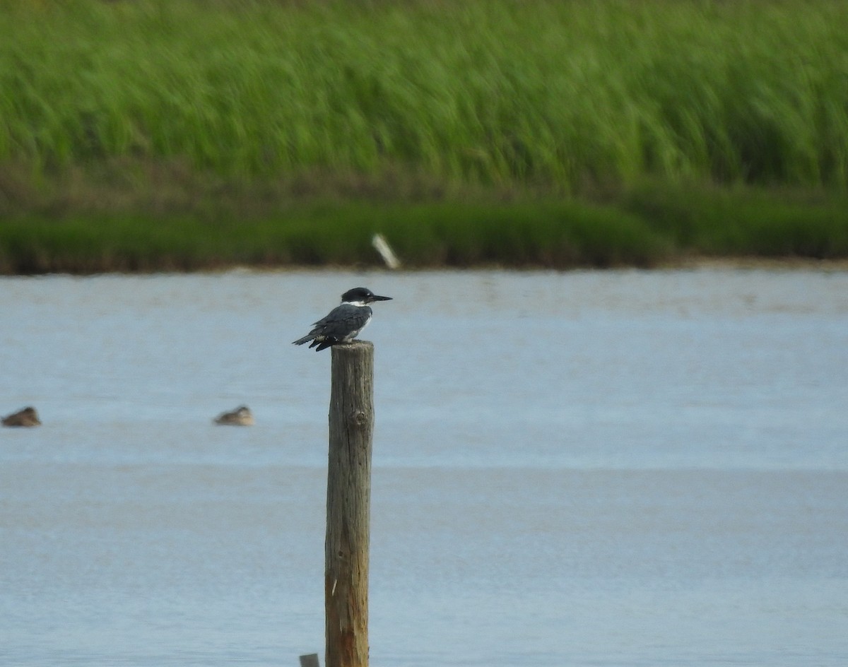 Belted Kingfisher - ML90852271