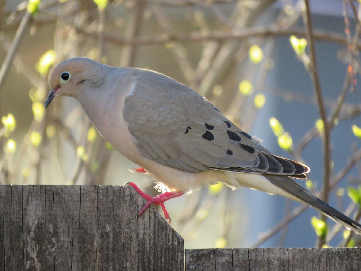 Mourning Dove - Justin Idsoe