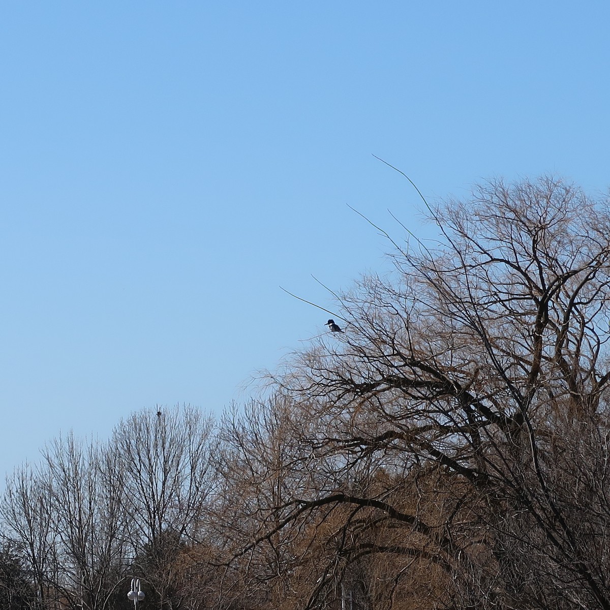 Belted Kingfisher - Christine Dionne