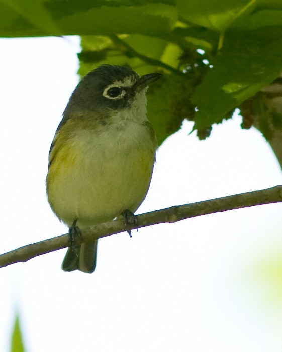 Blue-headed Vireo - Mark R Johnson