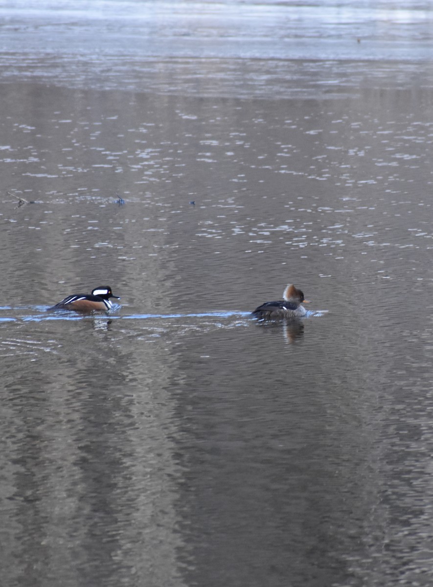 Hooded Merganser - Angela Neilson