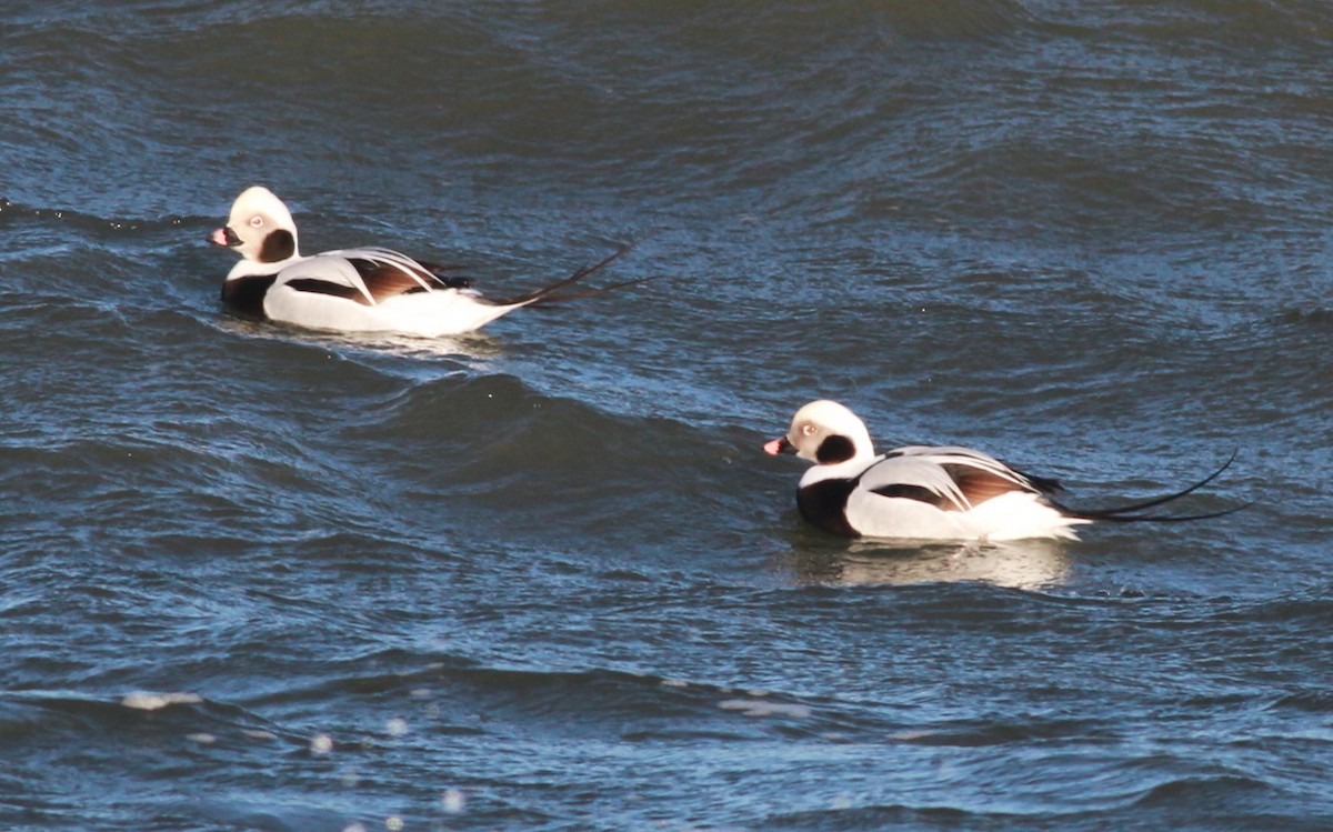 Long-tailed Duck - Paul Bourdin