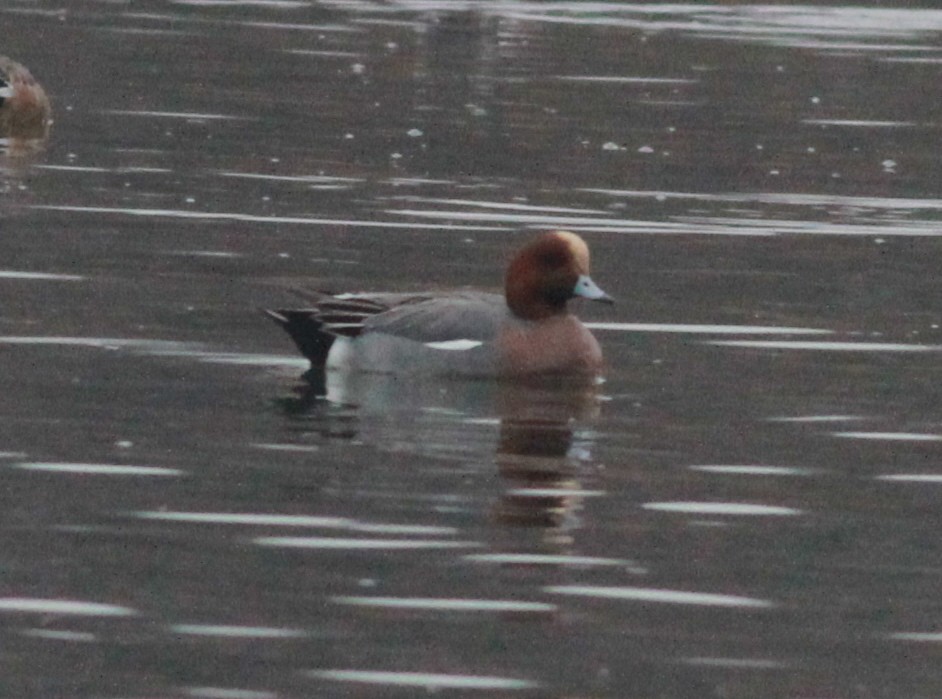 Eurasian Wigeon - ML90853451