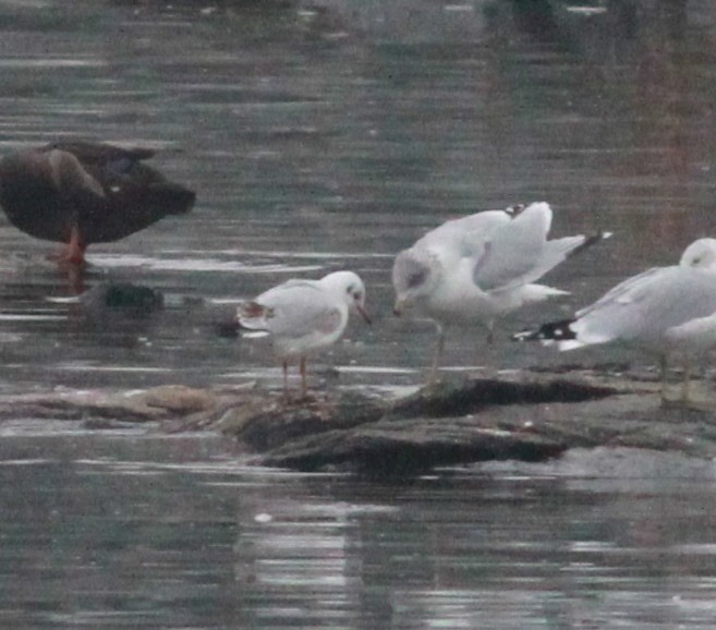 Хүрэн толгойт цахлай - ML90853581