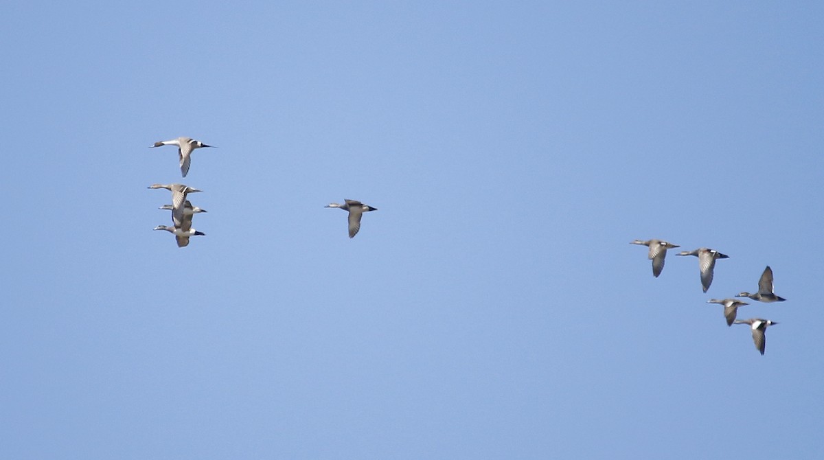 Northern Pintail - ML90854091