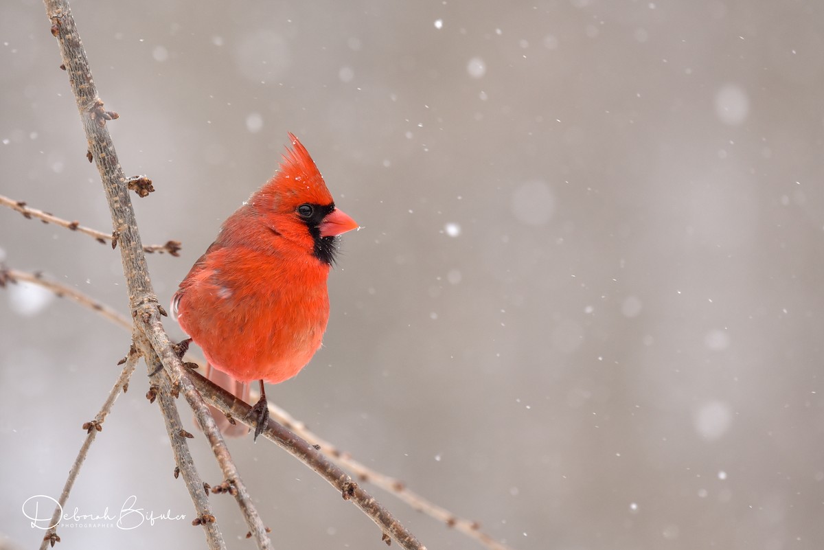 Cardinal rouge - ML90854221