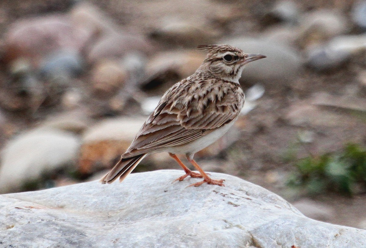 Crested Lark - ML90855541