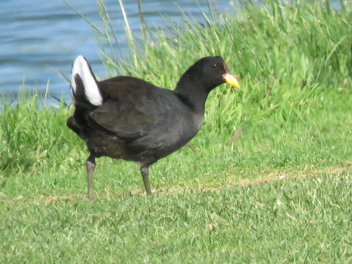 Red-fronted Coot - Marcelo Olivares Herrera