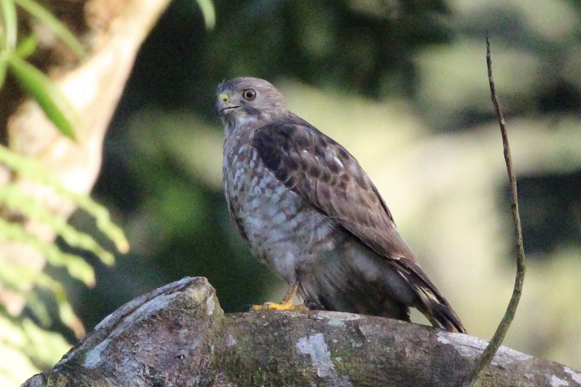 Broad-winged Hawk - ML90857261