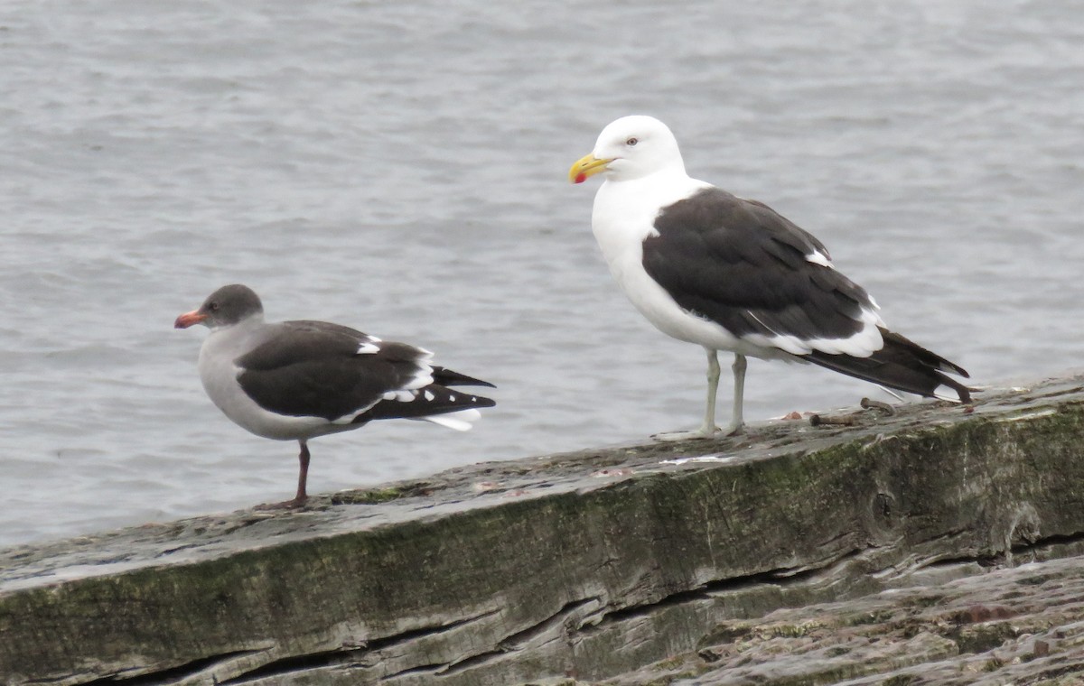 Kelp Gull - ML90857611