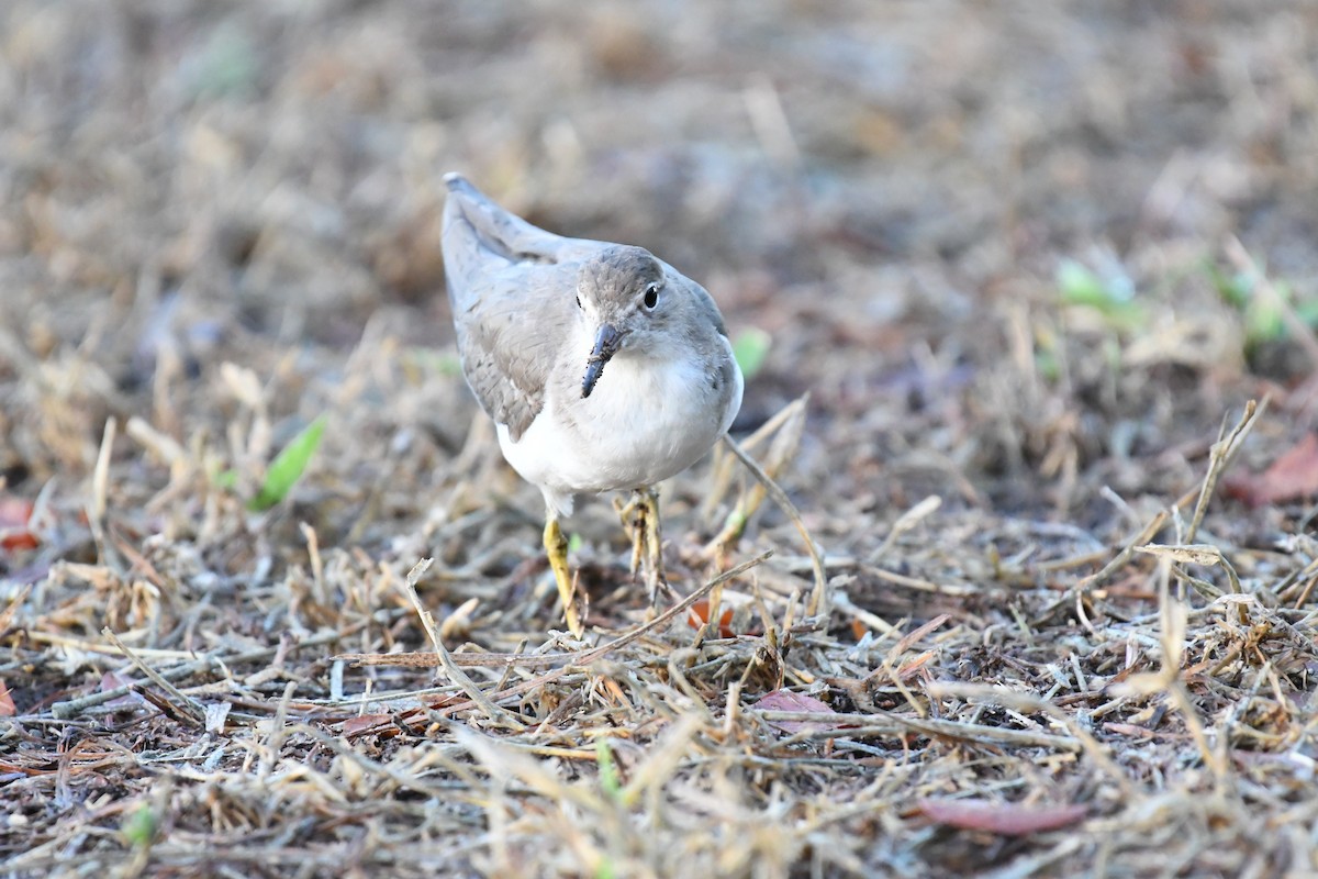 Spotted Sandpiper - John Chapple