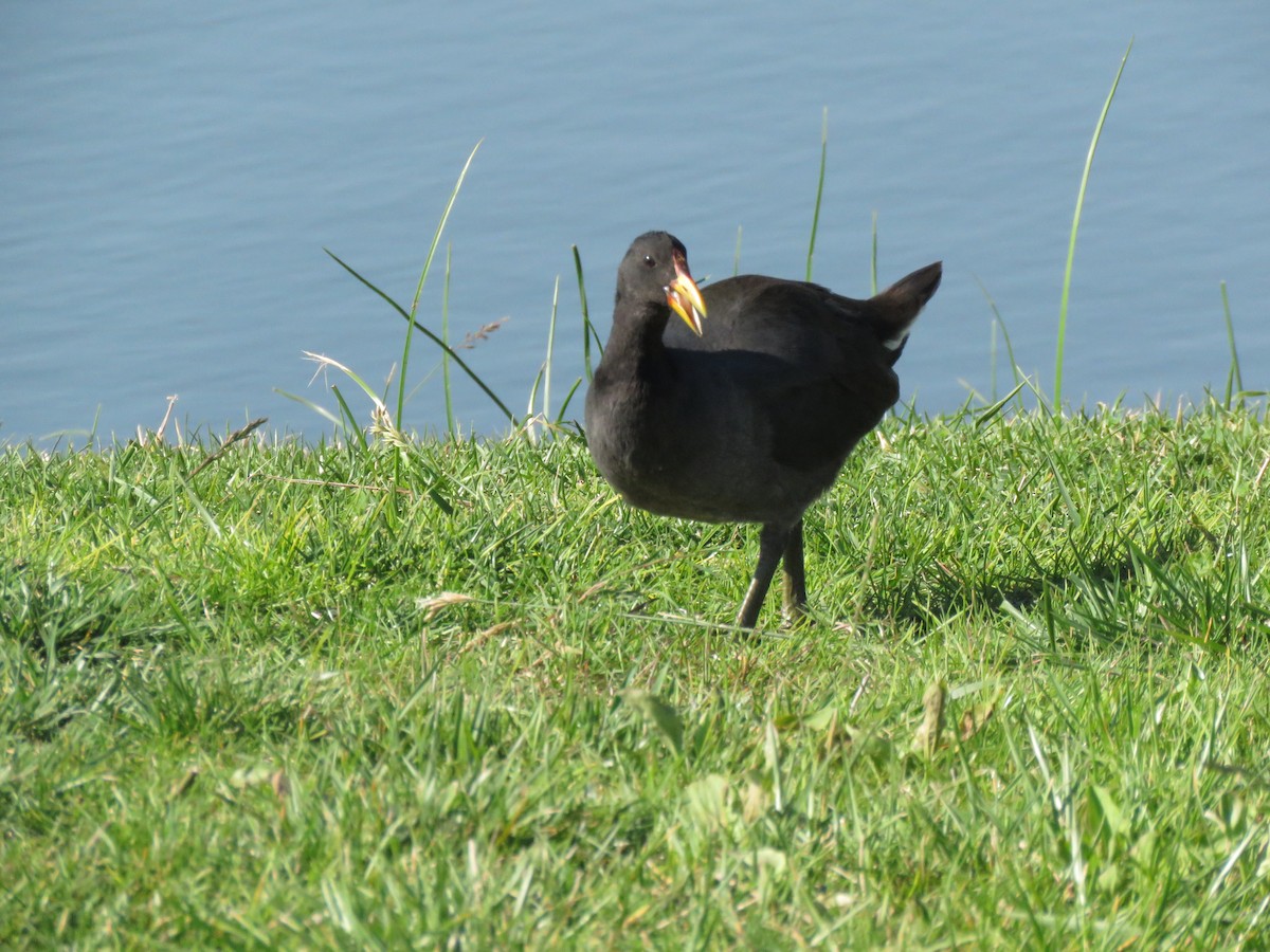 Red-fronted Coot - Marcelo Olivares Herrera