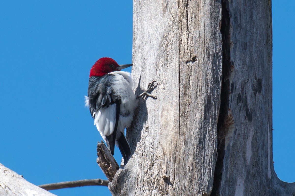 Red-headed Woodpecker - ML90858241