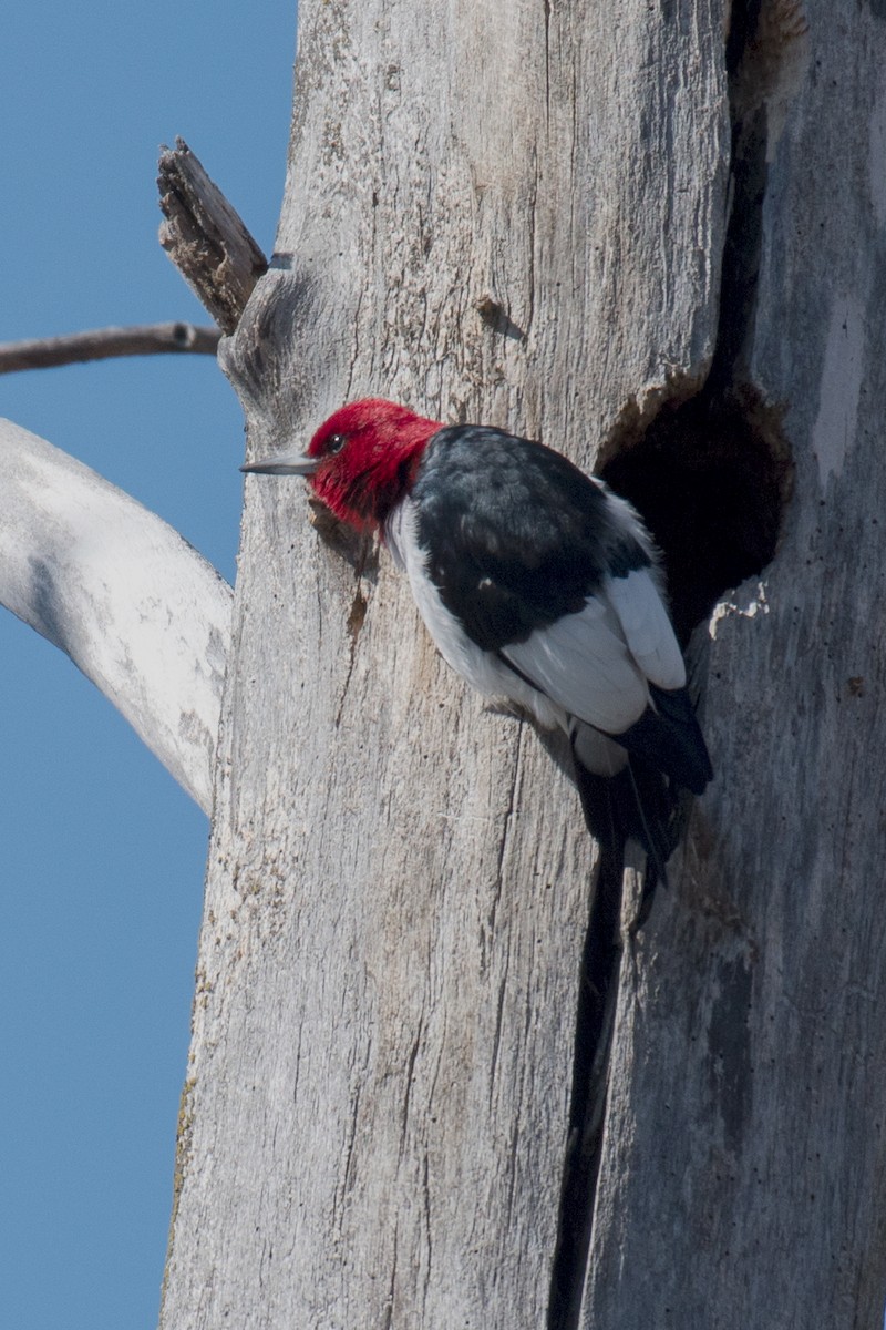 Red-headed Woodpecker - ML90858561