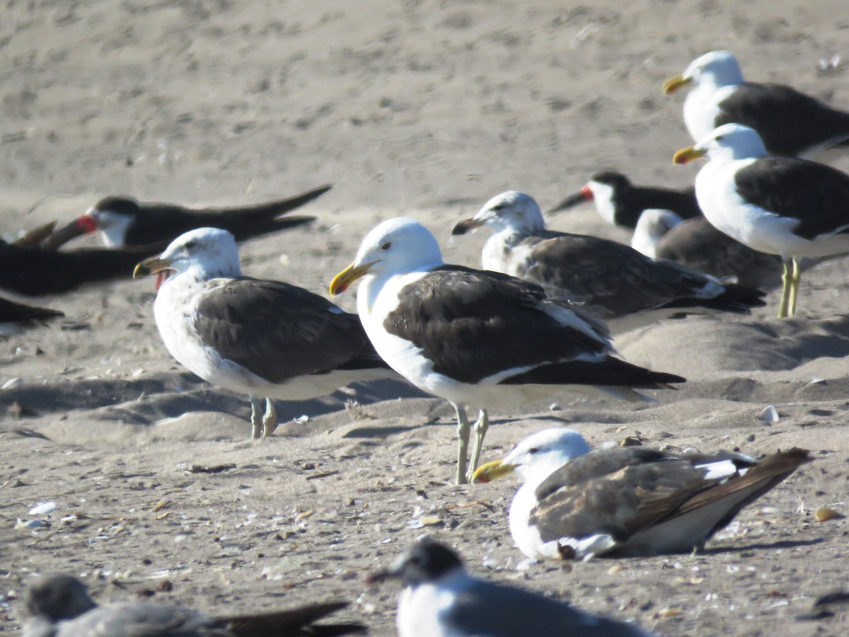 Kelp Gull - ML90859671