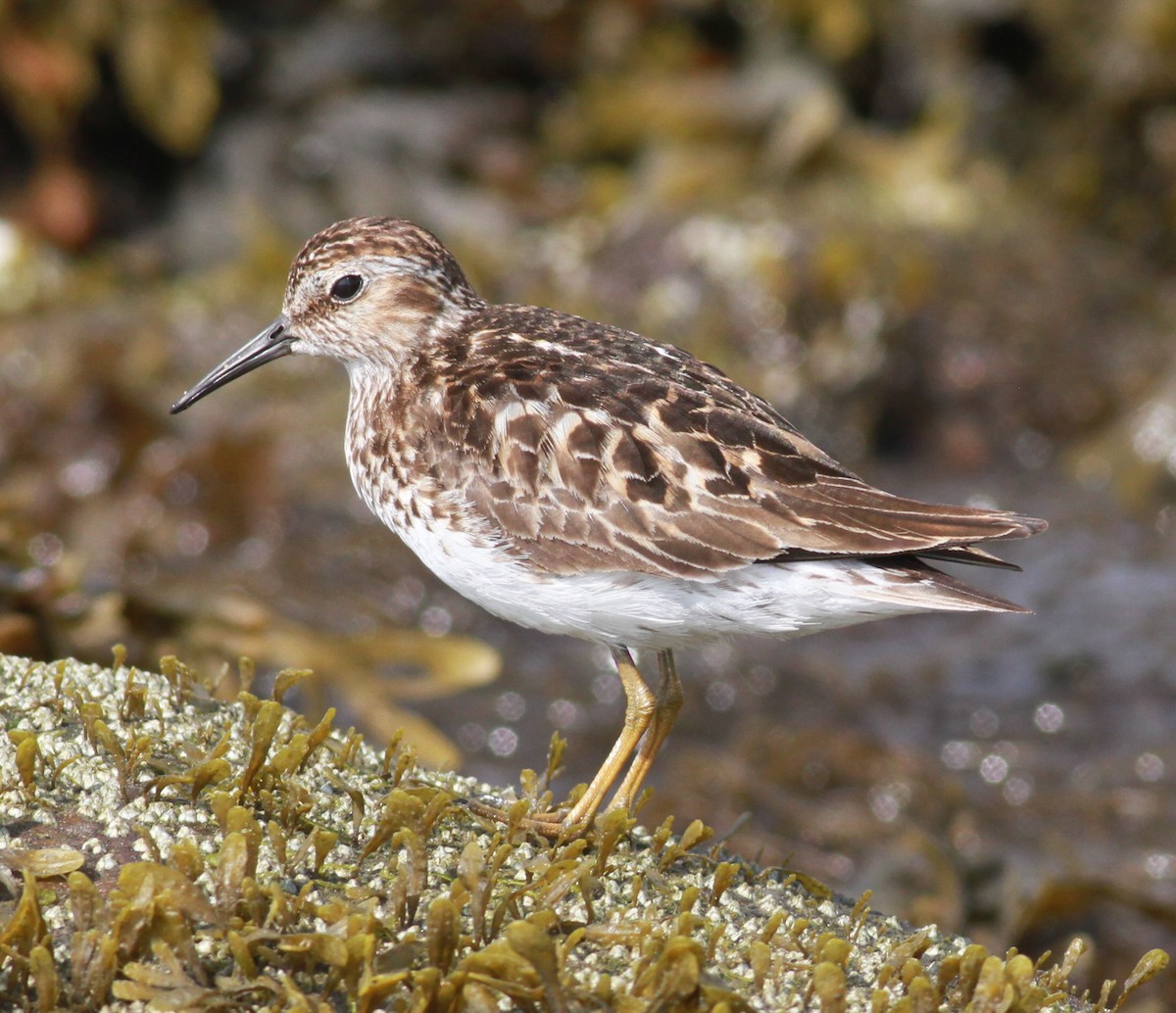 Least Sandpiper - ML90860811