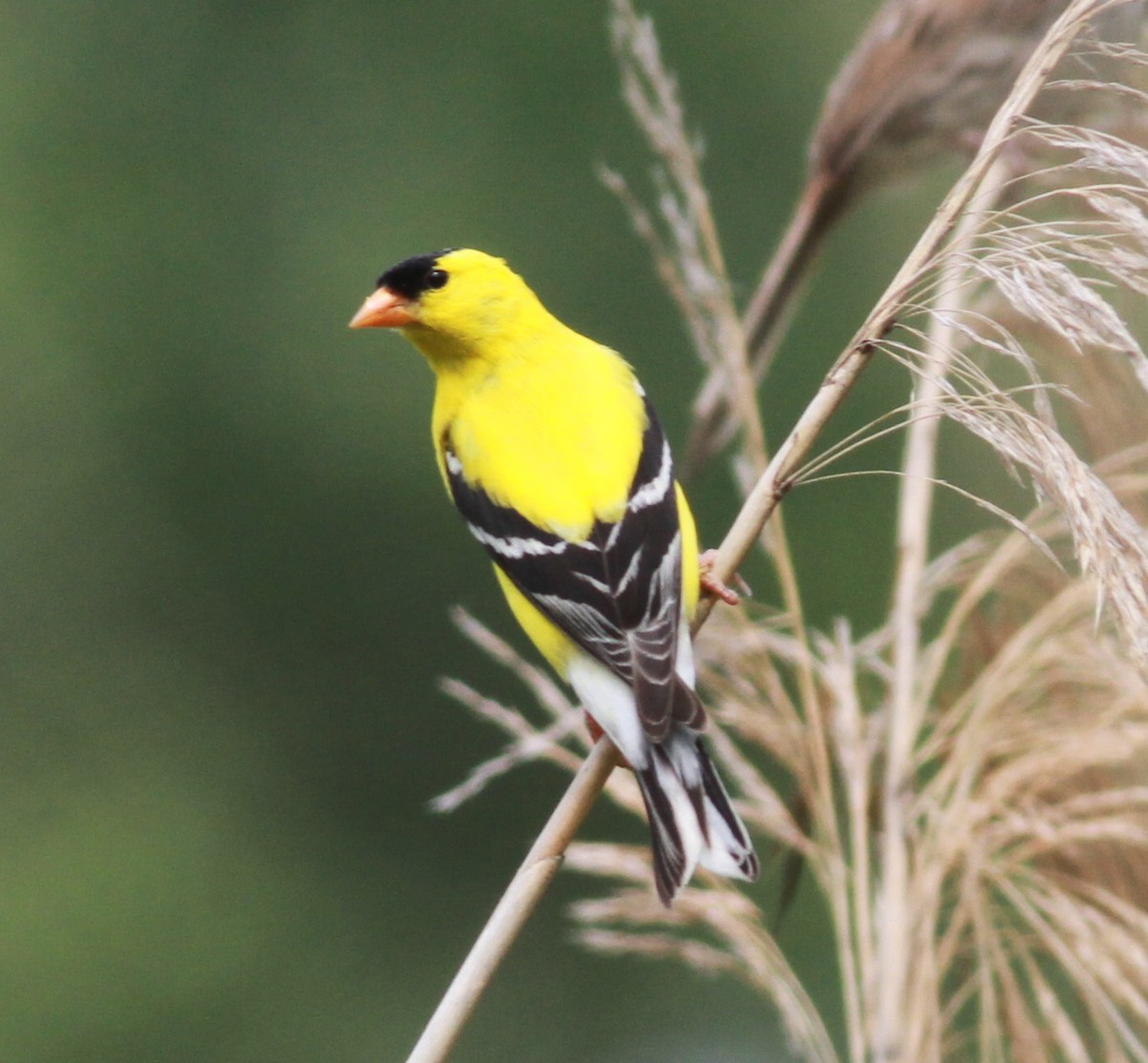 American Goldfinch - ML90860891