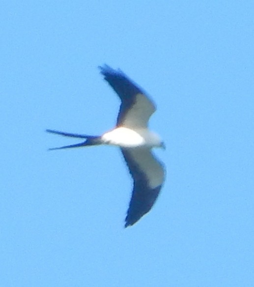 Swallow-tailed Kite - ML90863991