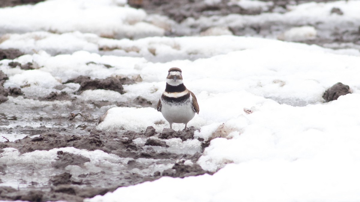 Killdeer - Erik Nielsen