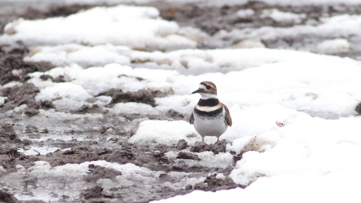 Killdeer - ML90865701