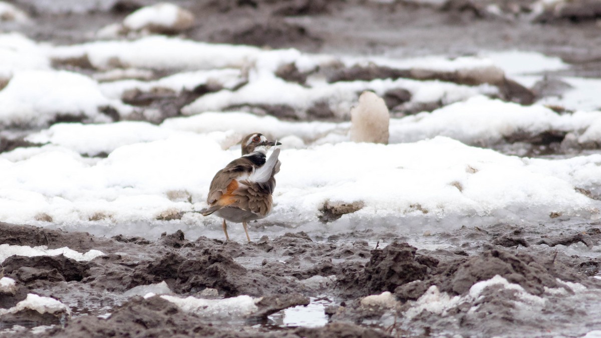 Killdeer - Erik Nielsen