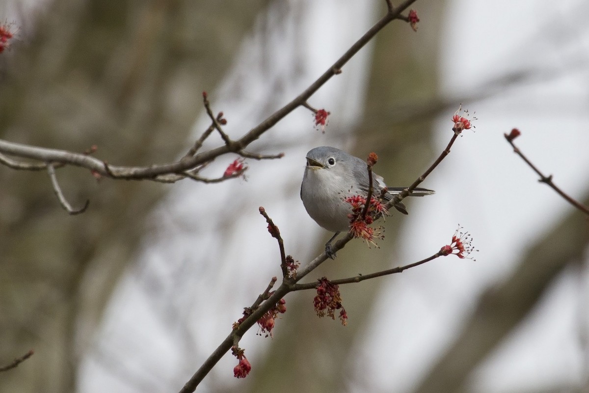 Blue-gray Gnatcatcher - ML90867161