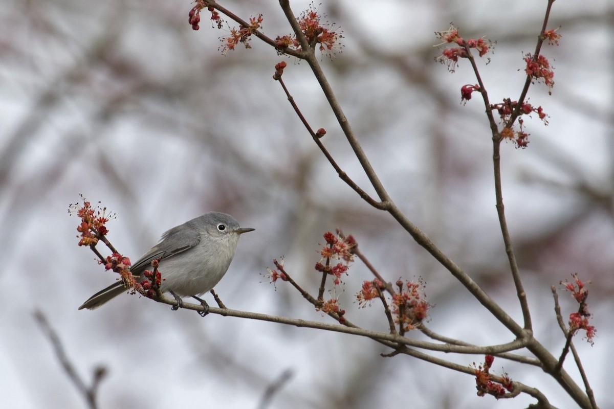 Blue-gray Gnatcatcher - ML90867171