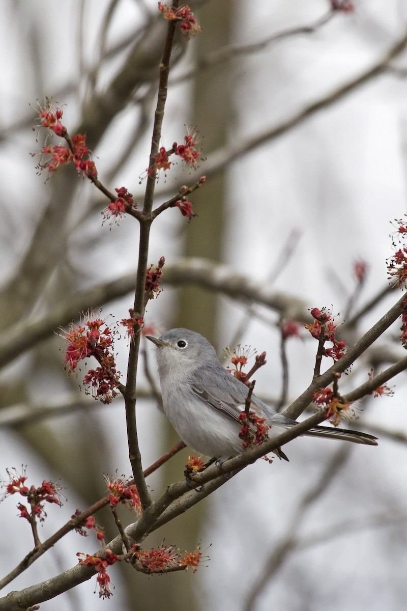 Blue-gray Gnatcatcher - Liam Wolff