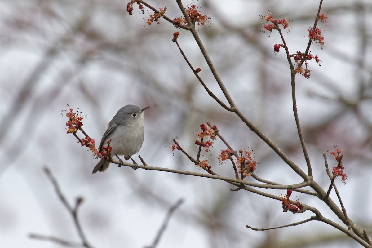 Blue-gray Gnatcatcher - ML90867191