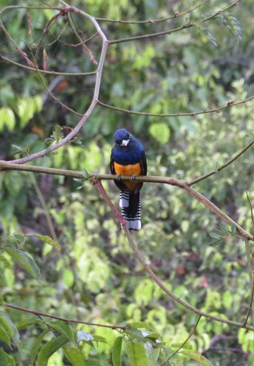 trogon amazonský - ML90868001